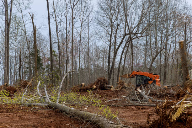 How Our Tree Care Process Works  in  Renville, MN