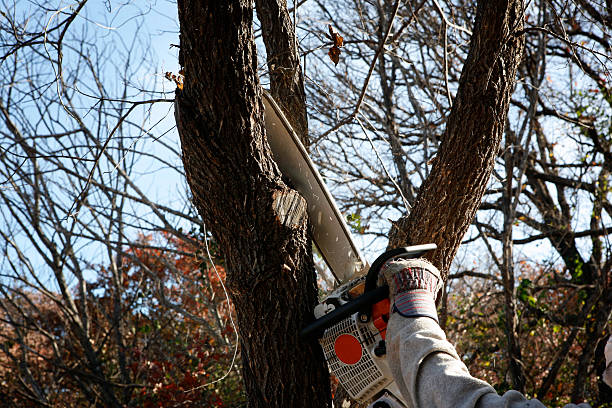 Trusted Renville, MN Tree Services Experts